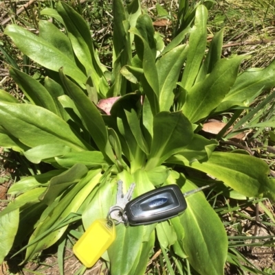 Podolepis robusta (Alpine Podolepis) at Namadgi National Park - 26 Nov 2015 by ranger907