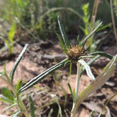 Euchiton sphaericus (Star Cudweed) at Conder, ACT - 11 Nov 2014 by michaelb