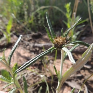 Euchiton sphaericus at Conder, ACT - 12 Nov 2014