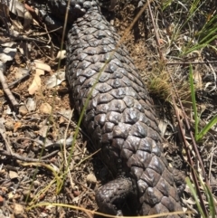 Tiliqua rugosa (Shingleback Lizard) at Mount Majura - 26 Nov 2015 by AaronClausen