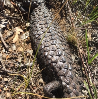 Tiliqua rugosa (Shingleback Lizard) at Mount Majura - 26 Nov 2015 by AaronClausen