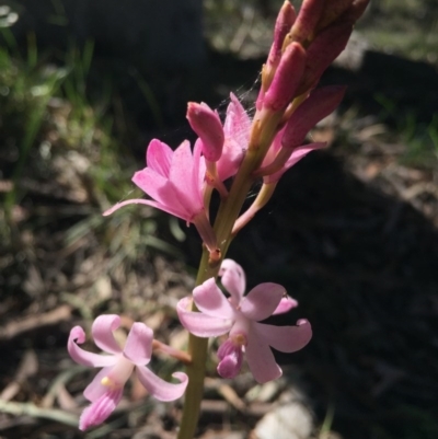 Dipodium roseum (Rosy Hyacinth Orchid) at Mount Majura - 26 Nov 2015 by AaronClausen