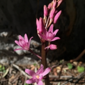 Dipodium roseum at Canberra Central, ACT - suppressed