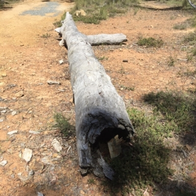 Pseudonaja textilis (Eastern Brown Snake) at Mount Majura - 26 Nov 2015 by AaronClausen