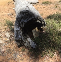 Pseudonaja textilis at Canberra Central, ACT - 27 Nov 2015