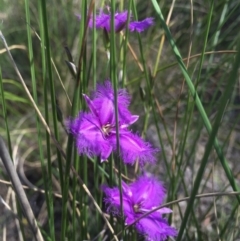 Thysanotus tuberosus subsp. tuberosus (Common Fringe-lily) at Canberra Central, ACT - 27 Nov 2015 by AaronClausen