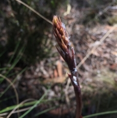 Dipodium roseum (Rosy Hyacinth Orchid) at Mount Majura - 26 Nov 2015 by AaronClausen