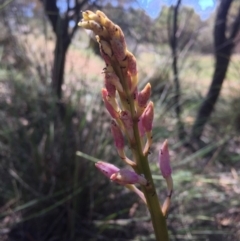 Dipodium roseum (Rosy Hyacinth Orchid) at Mount Majura - 27 Nov 2015 by AaronClausen