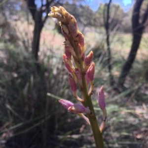 Dipodium roseum at Canberra Central, ACT - suppressed