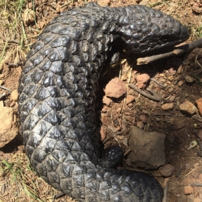 Tiliqua rugosa (Shingleback Lizard) at Mount Majura - 27 Nov 2015 by AaronClausen