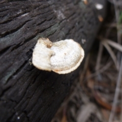 Trametes (old Pycnoporus sp.) (Scarlet Bracket) at Bruce Ridge - 23 Oct 2015 by jks