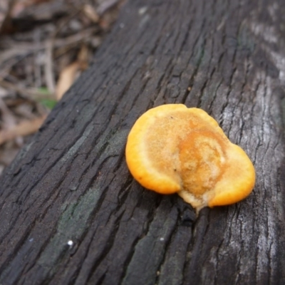 Trametes (old Pycnoporus sp.) (Scarlet Bracket) at Bruce Ridge - 23 Oct 2015 by jks