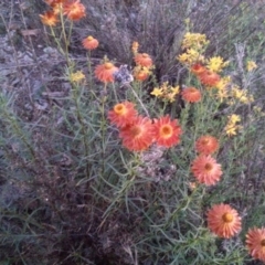 Xerochrysum viscosum (Sticky Everlasting) at Mount Majura - 26 Nov 2015 by MAX