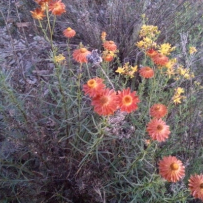 Xerochrysum viscosum (Sticky Everlasting) at Watson, ACT - 26 Nov 2015 by MAX