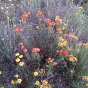 Xerochrysum viscosum at Watson, ACT - 26 Nov 2015