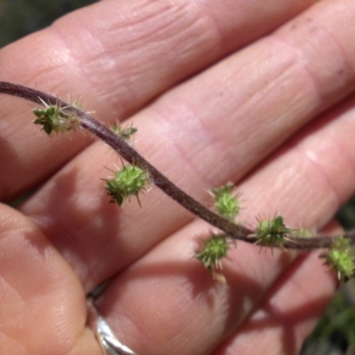 Acaena x ovina (Sheep's Burr) at Majura, ACT - 27 Nov 2015 by SilkeSma