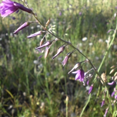 Arthropodium fimbriatum (Nodding Chocolate Lily) at Majura, ACT - 27 Nov 2015 by SilkeSma