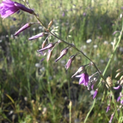 Arthropodium fimbriatum (Nodding Chocolate Lily) at Majura, ACT - 26 Nov 2015 by SilkeSma