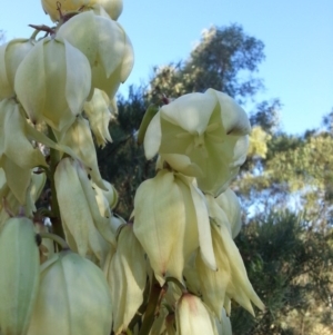 Yucca sp. at Gungahlin, ACT - 27 Nov 2015