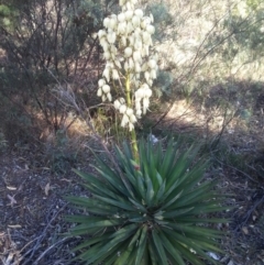 Yucca sp. at Gungahlin, ACT - 27 Nov 2015