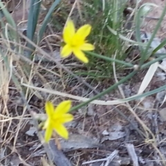 Tricoryne elatior (Yellow Rush Lily) at Watson, ACT - 27 Nov 2015 by MAX