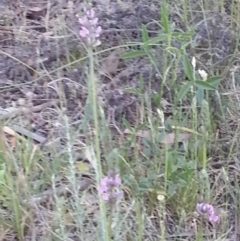 Cullen microcephalum (Dusky Scurf-pea) at Watson, ACT - 27 Nov 2015 by MPW