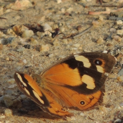 Heteronympha merope (Common Brown Butterfly) at Pine Island to Point Hut - 23 Mar 2014 by MichaelBedingfield