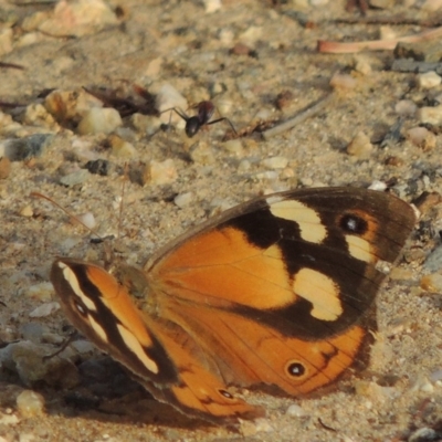 Heteronympha merope (Common Brown Butterfly) at Greenway, ACT - 23 Mar 2014 by michaelb