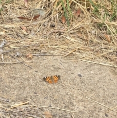 Vanessa kershawi (Australian Painted Lady) at Banksia Street Wetland Corridor - 10 Oct 2015 by ibaird