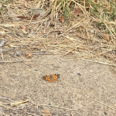Vanessa kershawi (Australian Painted Lady) at O'Connor, ACT - 10 Oct 2015 by ibaird