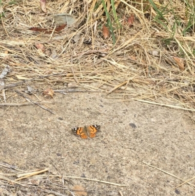 Vanessa kershawi (Australian Painted Lady) at Banksia Street Wetland Corridor - 10 Oct 2015 by ibaird