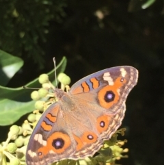 Junonia villida (Meadow Argus) at Bellmount Forest, NSW - 9 Mar 2015 by ibaird
