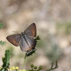 Jalmenus ictinus (Stencilled Hairstreak) at Black Mountain - 21 Nov 2015 by ibaird