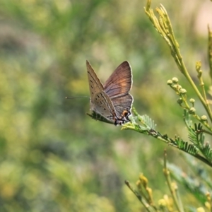 Jalmenus ictinus at O'Connor, ACT - 22 Nov 2015