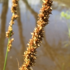 Carex appressa (Tall Sedge) at Wandiyali-Environa Conservation Area - 27 Nov 2015 by Wandiyali