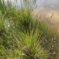 Carex appressa at Googong, NSW - 28 Nov 2015 10:29 AM