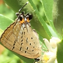 Jalmenus ictinus (Stencilled Hairstreak) at O'Connor, ACT - 25 Jan 2015 by ibaird