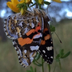 Vanessa kershawi (Australian Painted Lady) at Googong, NSW - 27 Nov 2015 by Wandiyali