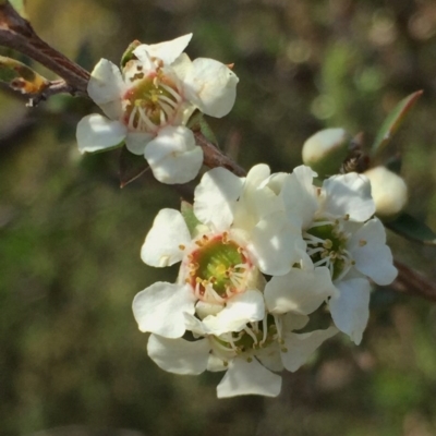 Leptospermum myrtifolium (Myrtle Teatree) at QPRC LGA - 28 Nov 2015 by Wandiyali