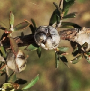 Leptospermum myrtifolium at Googong, NSW - 28 Nov 2015