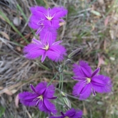 Thysanotus tuberosus subsp. tuberosus (Common Fringe-lily) at QPRC LGA - 28 Nov 2015 by yellowboxwoodland