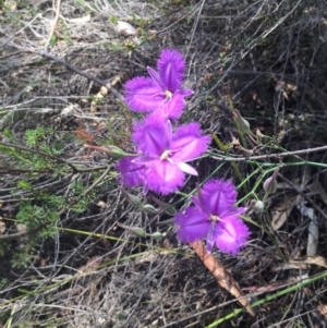 Thysanotus tuberosus subsp. tuberosus at Kambah, ACT - 28 Nov 2015