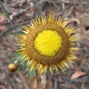 Coronidium oxylepis subsp. lanatum at Canberra Central, ACT - 28 Nov 2015