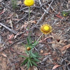 Coronidium oxylepis subsp. lanatum at Canberra Central, ACT - 28 Nov 2015