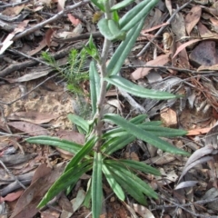 Coronidium oxylepis subsp. lanatum at Canberra Central, ACT - 28 Nov 2015