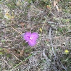 Thysanotus tuberosus subsp. tuberosus (Common Fringe-lily) at Bungendore, NSW - 28 Nov 2015 by yellowboxwoodland