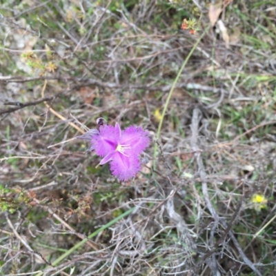 Thysanotus tuberosus subsp. tuberosus (Common Fringe-lily) at Bungendore, NSW - 28 Nov 2015 by yellowboxwoodland