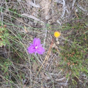 Thysanotus tuberosus subsp. tuberosus at Bungendore, NSW - 28 Nov 2015 01:19 PM