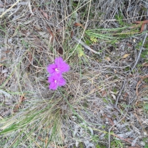 Thysanotus tuberosus subsp. tuberosus at Bungendore, NSW - 28 Nov 2015