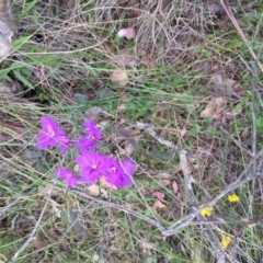 Thysanotus tuberosus subsp. tuberosus (Common Fringe-lily) at Bungendore, NSW - 28 Nov 2015 by yellowboxwoodland